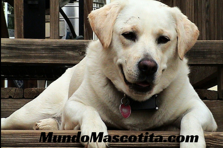 Información Sobre el Perro Labrador
