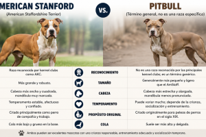 diferencia american stanford pitbull