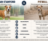 diferencia american stanford pitbull