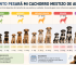 Cuánto pesará mi cachorro mestizo de adulto