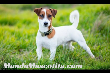 Jack Russell Terrier Carácter y Cuidados