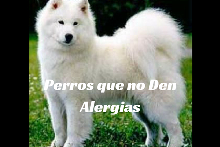 Perros que no Den Alergias