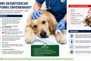 Cómo desintoxicar un perro envenenado