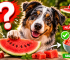 los perros pueden comer sandia