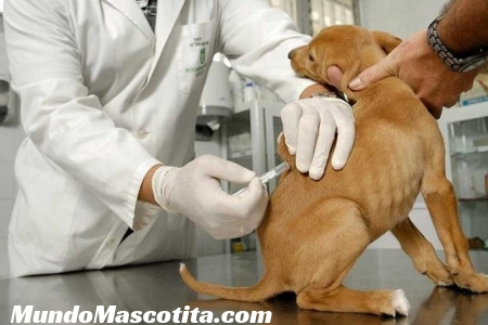 Inyección Anticonceptiva Para Perros Precios y Efectos