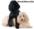 Caniche y French Poodle son lo Mismo