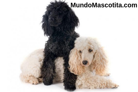 Caniche y French Poodle son lo Mismo 