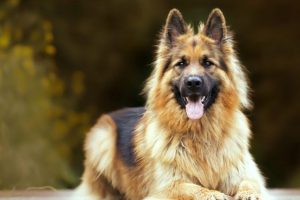 Cómo evitar la caída de pelo de un Pastor Alemán