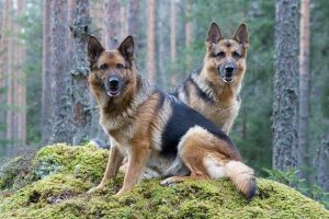 Cómo saber si un cachorro de pastor alemán es puro