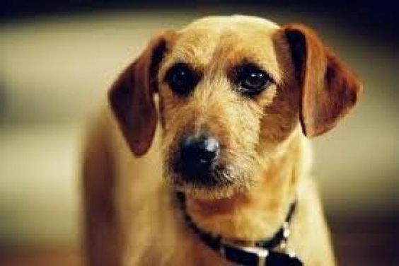 Cómo se llama el perro de la película de Garfield