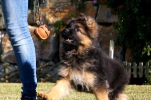 Cuándo cambia el pelo un cachorro de pastor alemán
