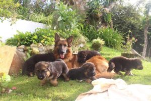 Cuántos cachorros puede tener una perra pastor alemán