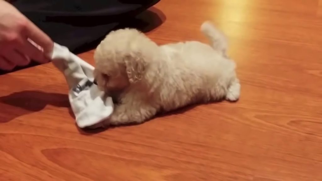 Qué les gusta a los poodle toy
