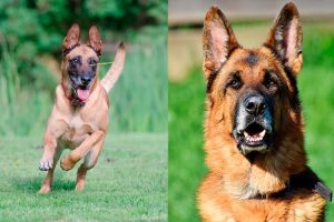 Qué perro es más inteligente el pastor belga o el pastor alemán