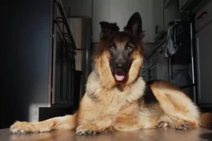 Qué tan bueno es tener un pastor alemán en casa