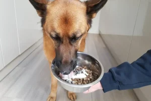 Cuántas veces al día debe de comer un perro pastor alemán