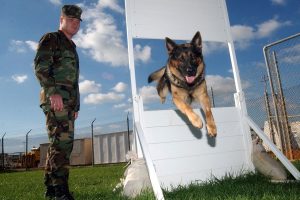 qué tan obediente es el pastor alemán