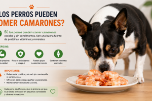 perros pueden comer camarones