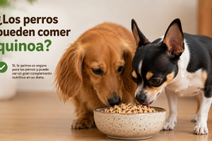 perros pueden comer quinoa