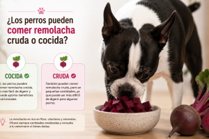 perros pueden comer remolacha